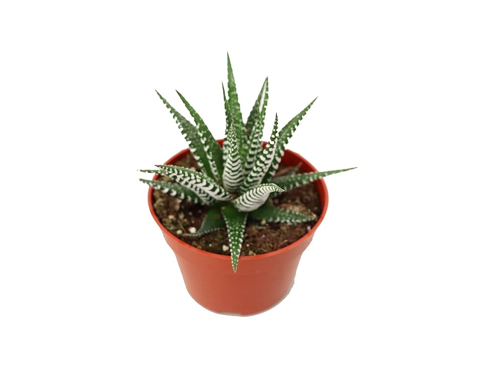 多肉植物 isla del pescado - Euphorbia multiceps-多頭キリン